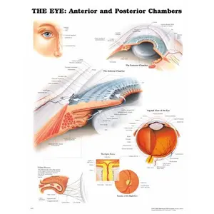 Anterior and Posterior Eye Diagram - 20" x 26"